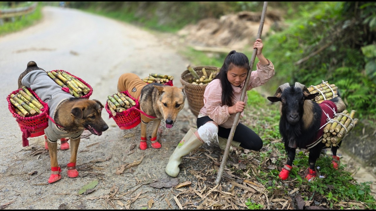 These little friends help transport sugarcane down to the market – a simple life in the mountains.
