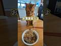 お蕎麦食べたい！#cat #緑のたぬきです