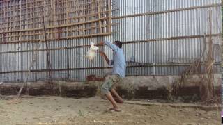 kukuruku chicken best funny song 2017