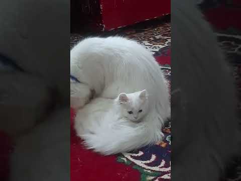 قطط شيرازي ورقه وابنه سيزر