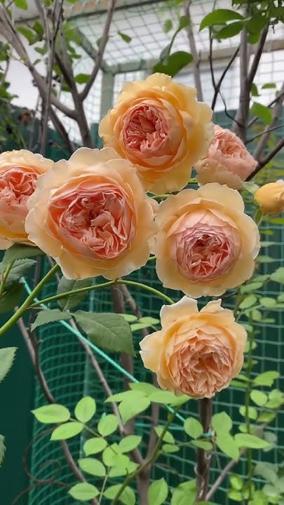 Кроун Принцесса Маргарет 🧚🏻‍♀️ 🧚🏻‍♀️ - YouTube