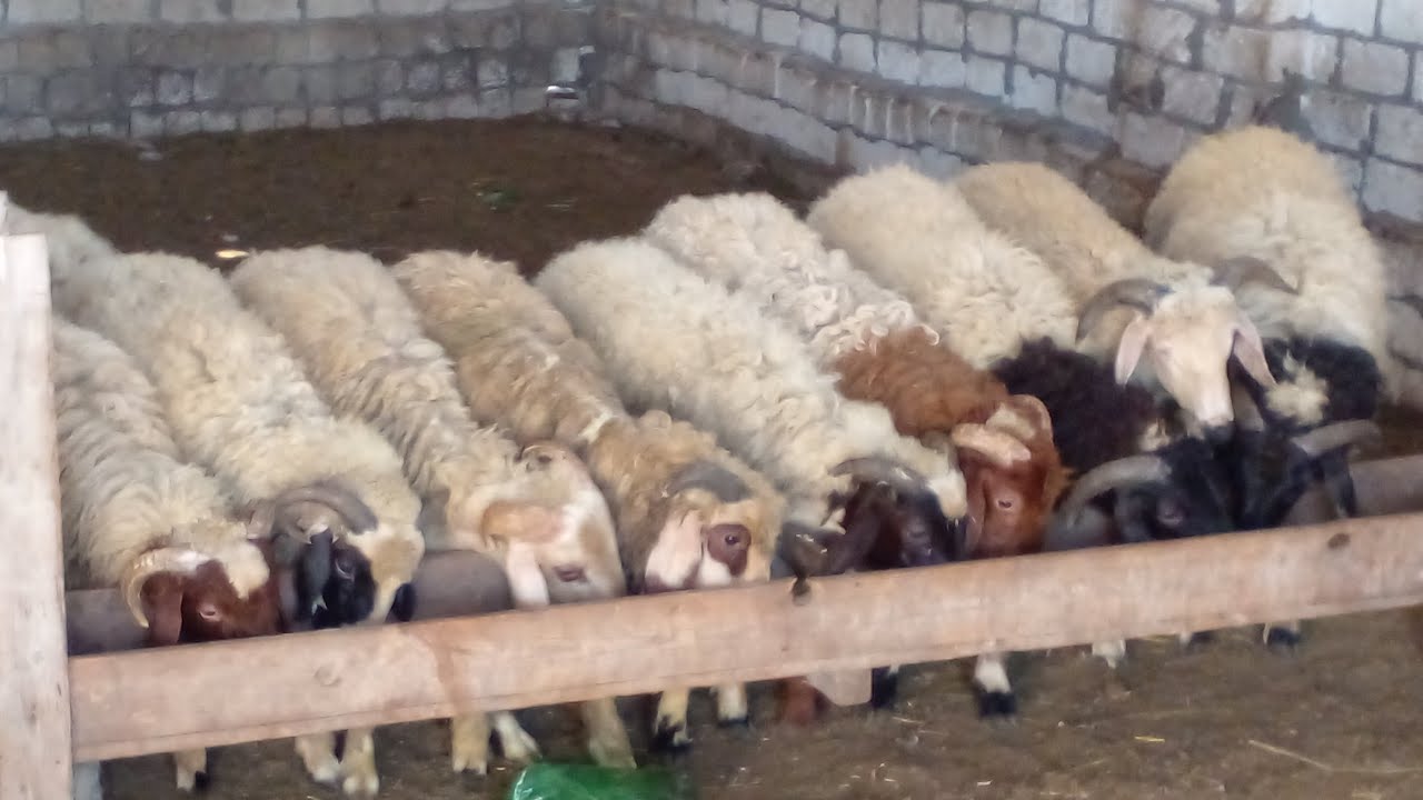 ايهما افضل تقديم العلف المركز بمفرده ام خلط المركز مع المالئ