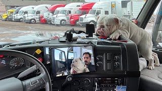 Uzun Yol Dostu!! Amerika’da Eyaletler arası Yollarda Yardımcı Köpek (Bulldog)