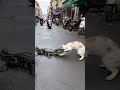 Crocodile vs Cat😠 on the road in India #animals #shorts #india