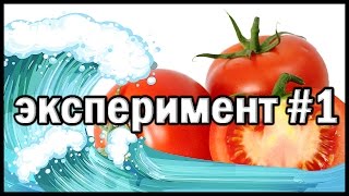 Живая И Мертвая Вода, Влияние На Всхожесть Помидоров. Эксперимент #1