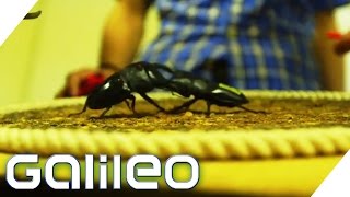 In Japan liegen Käfer voll im Trend. Kinder wünschen sich die Insek...
