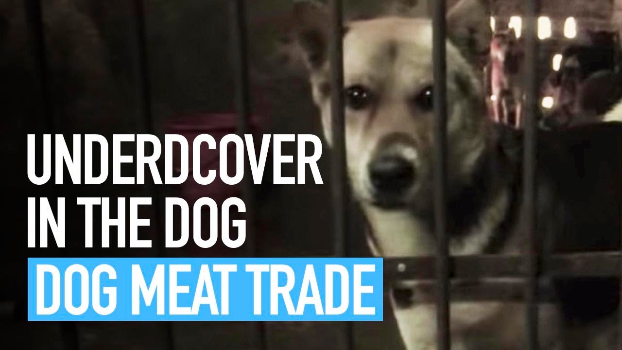 End the Cruel Dog Meat Trade YouTube