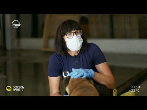 ძაღლების საყვარელი კეთილი ინა ექთანი, რომელიც 300-ზე მეტ ძაღლზე ზრუნავს