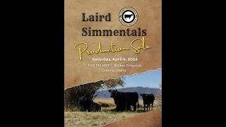 Laird Simmentals - Production Sale