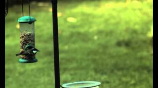 Coal Tit Take Off 02
