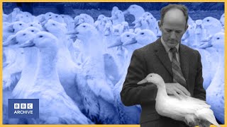 1963: DUCK HYPNOSIS: Just How Useful Is It | Tonight | Weird and Wonderful | BBC Archive
