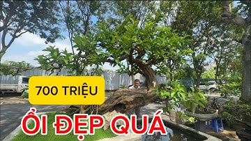 700 TRIỆU CÂY ỔI NÀY? - NHƯNG NÓ ĐẸP THẬT - TRUNG RÂU BÁN NHIỀU ĐÁ DÁNG LẠ