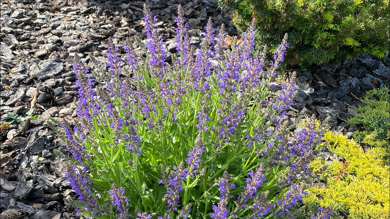 Шалфей дубравный Rugen🪻                                 