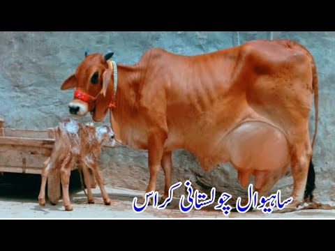 Sahiwal Cholistani Cross Cow For Sale 03014865352 Youtube 20 11 2025