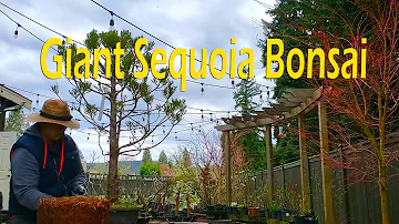 Can giant sequoia be bonsai?