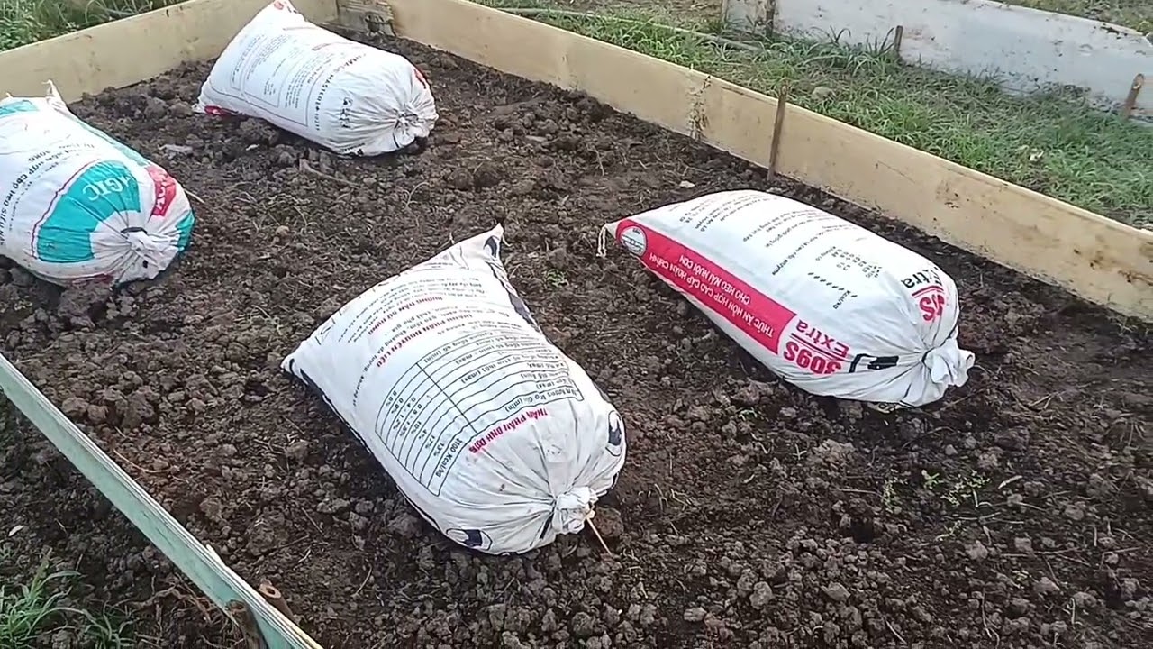 Giá Thể Mụn Dừa Tăng Cao Sau Tết || Trồng Rau Củ Sau Tết #1