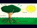 CARACTERÃSTICAS GERAIS DAS PLANTAS