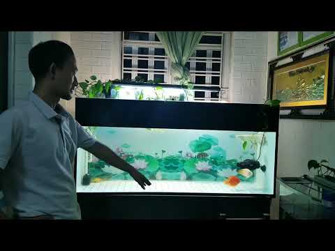 Video Máy thổi luồng hồ cá rồng: Hướng dẫn sử dụng: Vị trí... - youtube