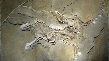 Archaeopteryx: The World’s Most Famous Bird
