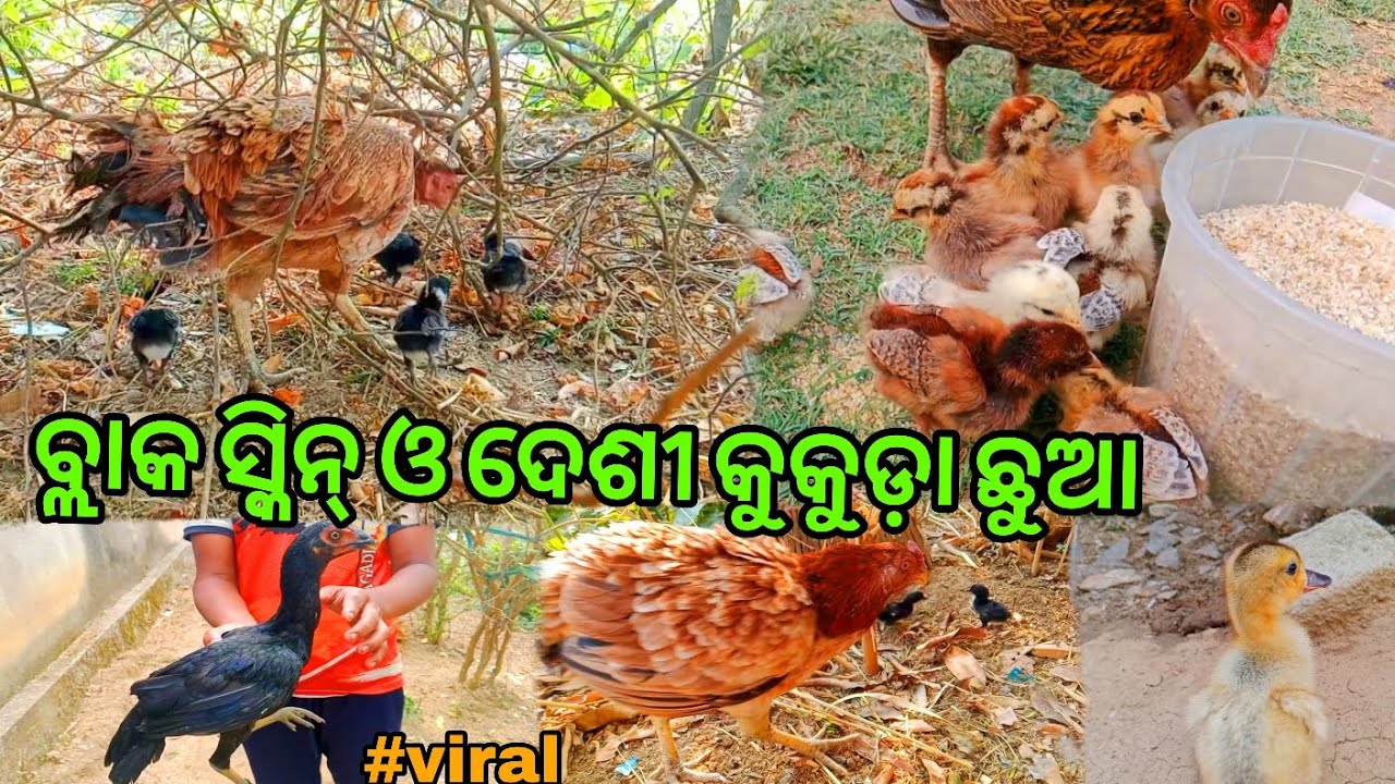 ବ୍ଳାକ୍ସ ସ୍କିନ୍ ଓ କୁକୁଡ଼ା ଛୁଆ 