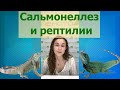 Сальмонеллез и Рептилии - советы, лечение, профилактика.  ветеринарная клиника Котонай