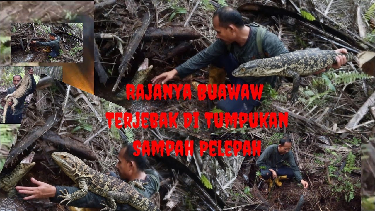 RAJANYA  BUAWAW/BIAWAK TERJEBAK PELEPAH..