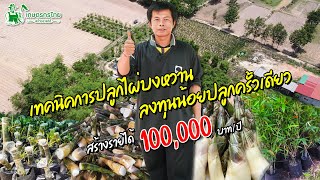 เทคนิคปลูกไผ่บงหวานเพชรน้ำผึ้ง ลงทุนน้อยรายได้ดี 100,000 บาท/ปี l ชมสวนเกษตรกรไทย Ep240