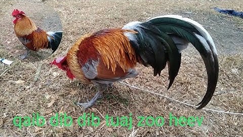 qaib dib dib tuaj zoo heev