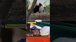 panda nhàa MUZIK 🐼🫰 #quanghungmasterd #masterd