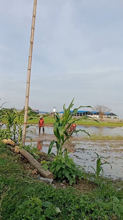 Darren watching farm driving tracktor #nature #scenery #rain #naturelovers #peace