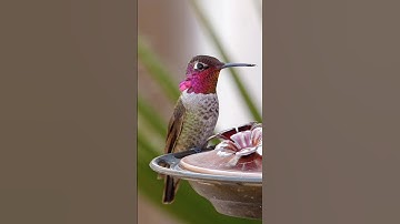 Hummingbird drinks from a feeder. I own 100% rights to DownBurst Media and this song. #hummingbird