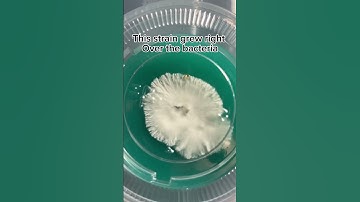 Mushroom Mycelium Vs Bacteria #mushroom #information #bacteria #contamination #mycelium