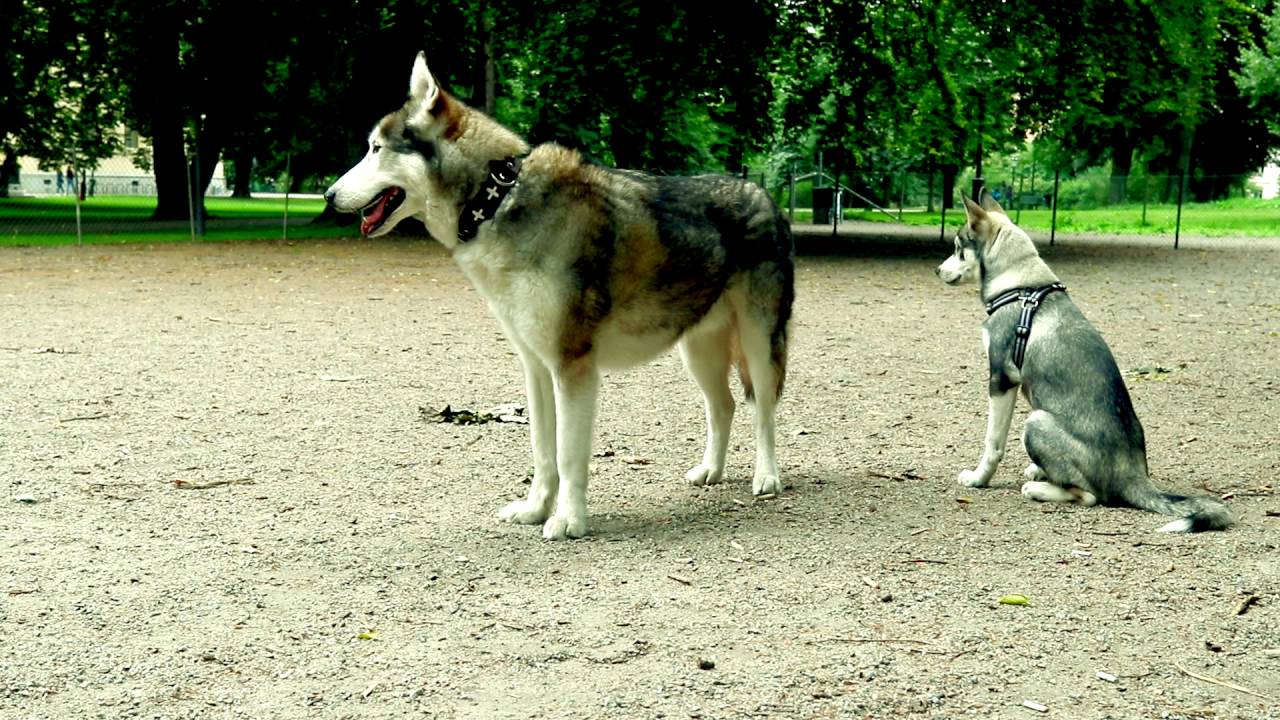T Minus Six Days and Counting: Color Grading in the Dog Park
