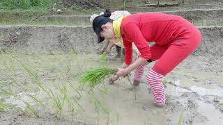 A rice adventure : My First time transplanting rice in the paddy fields.