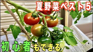 【初心者ができる】夏に収穫できる野菜ベスト５！