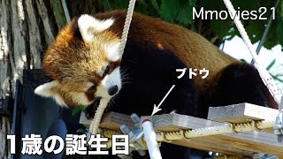Red Panda Hokuto レッサーパンダ　ホクト 1歳の誕生日に渡りきった吊り橋