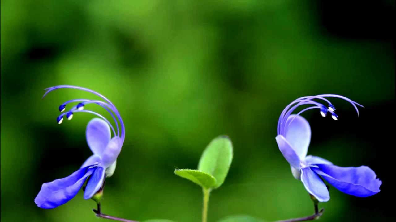 桃乃未琴「青いトゲ」