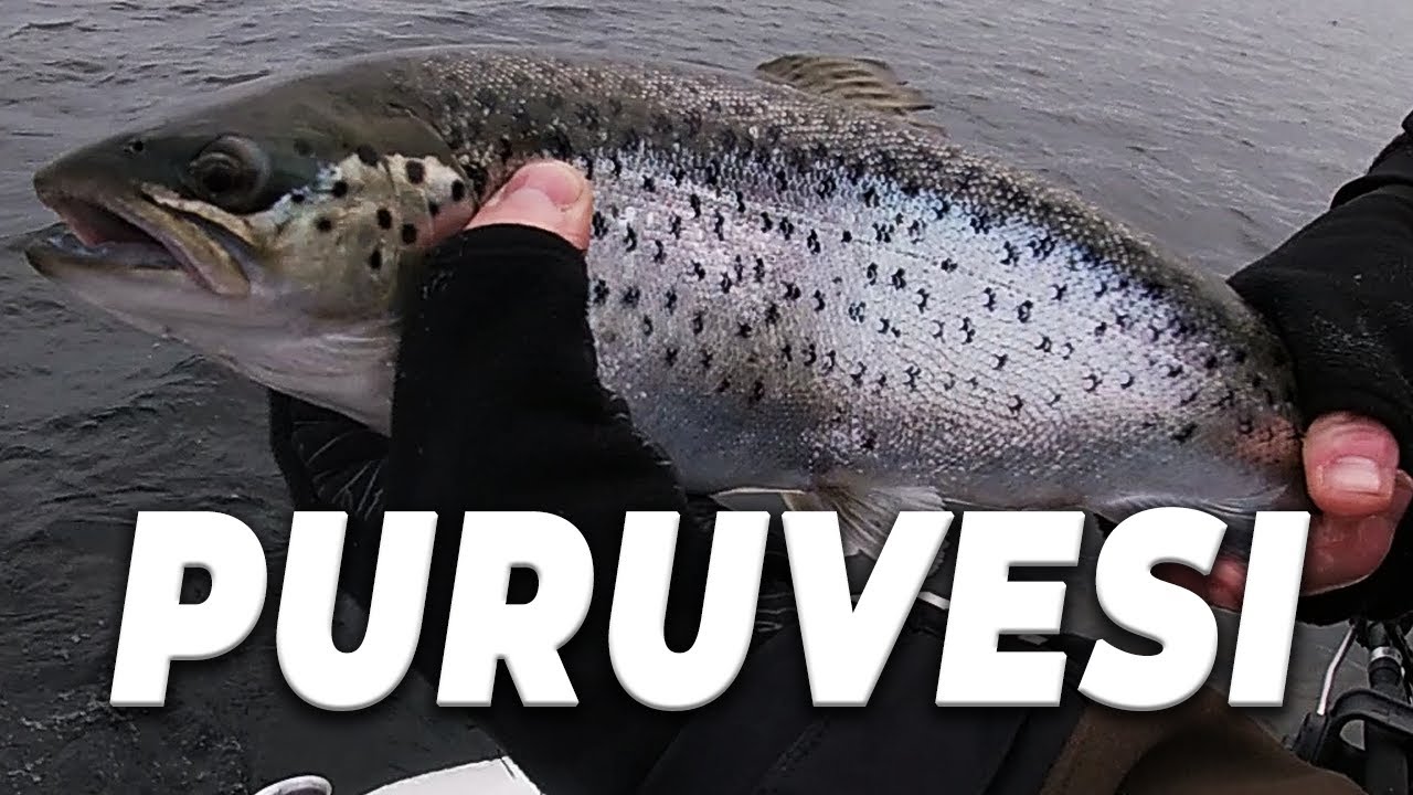 Haasteellinen Purumeri! | Järvitaimenen vetouistelua