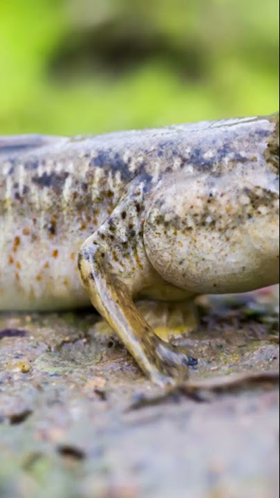 The Fish That Climbs Trees