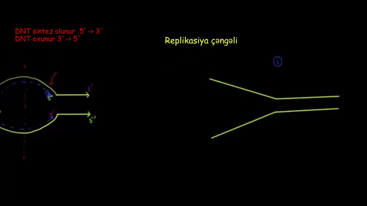 DNT necə replikasiya olunur 2