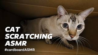 Cats Scratching Cardboard ASMR 🐾 📦