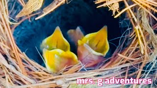 5 HUNGRY HATCHLINGS ARE FEED BY MOMMY & DADDY BIRDIE| Feeding 101@mrs.gadventuresGLEE2405