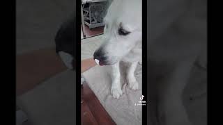 Nail clipping can be enjoyable experience 🐾💕 by Jitka Krizo Averis 66 views 2 years ago 1 minute, 25 seconds