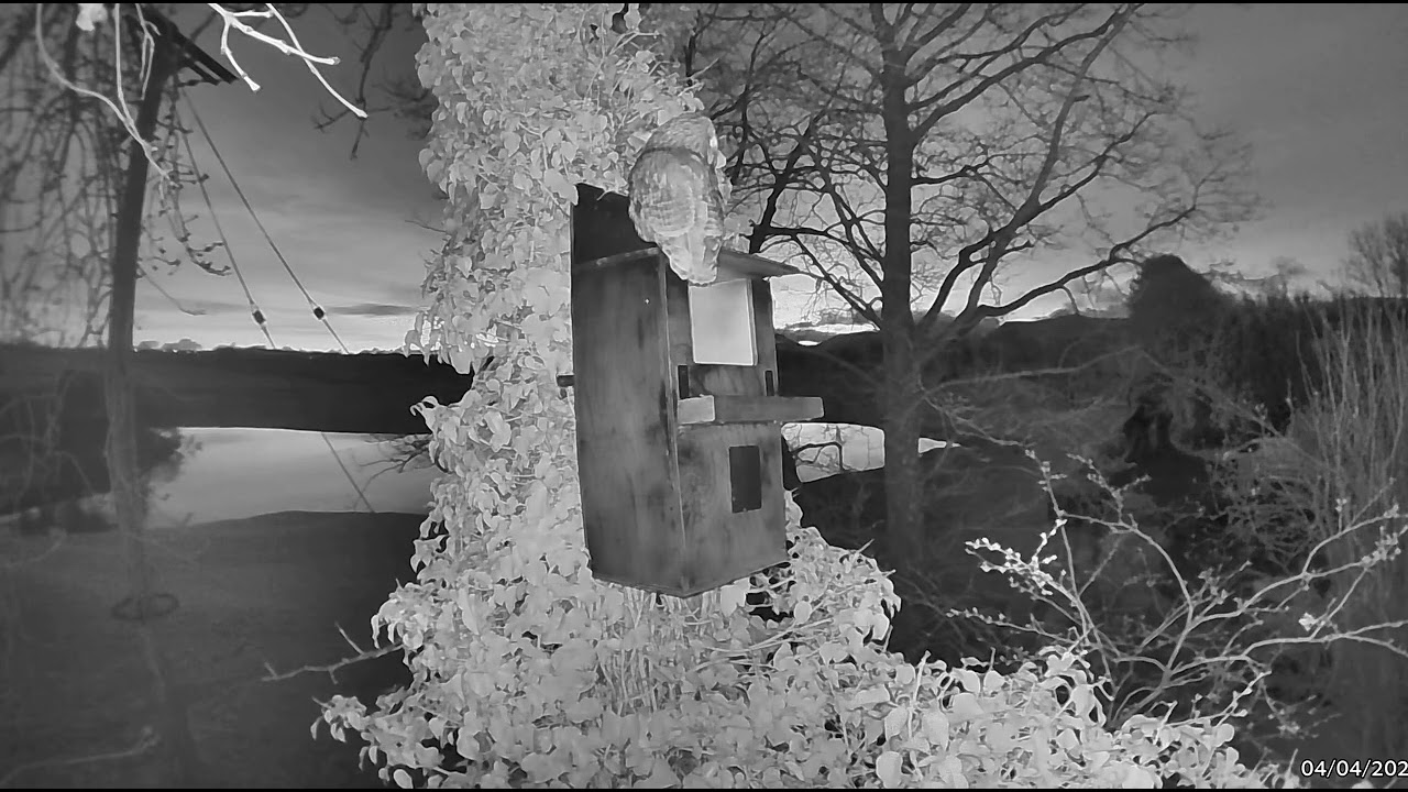 A Tawny Owl visits our Owl box for the first time 