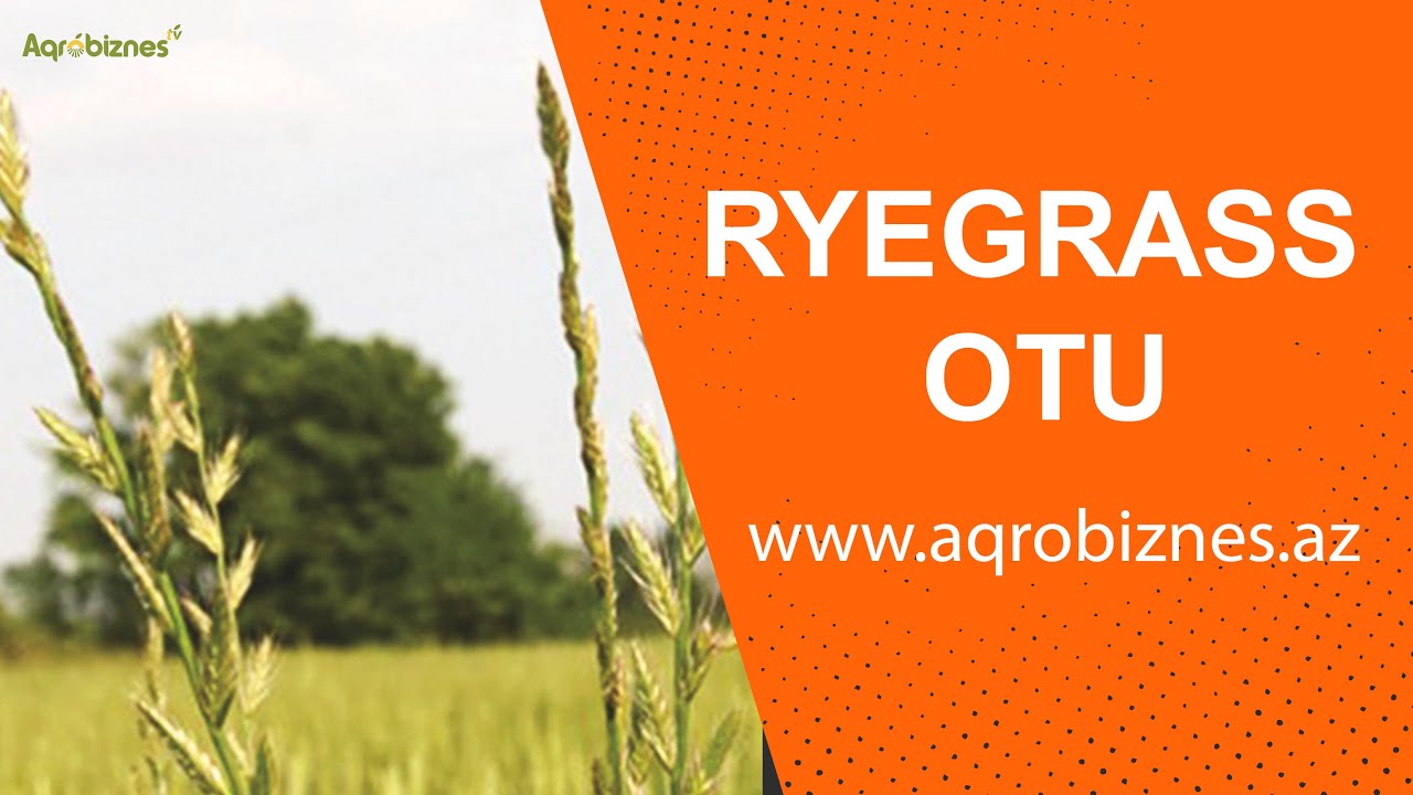 Yemçilik üçün yeni təklif: ryegrass otu (süd otu, italiyan otu)