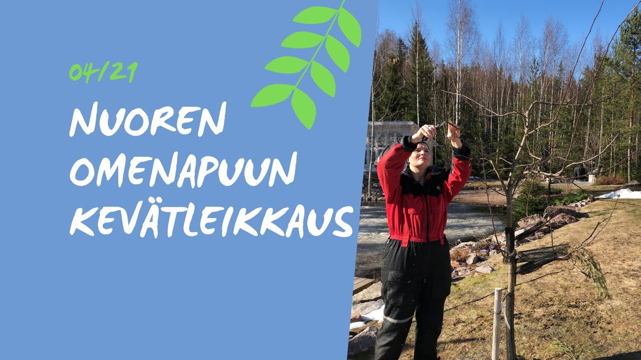 OMENAPUUN KEVÄTLEIKKAUS 🌸 -nuoren puun hyvää satoa ja terveyttä edistäen.🍎🍏