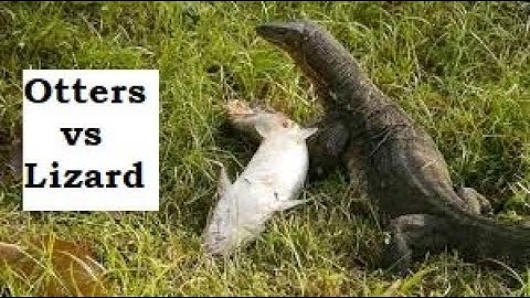 Otters vs Monitor Lizard SG