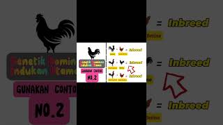 Contoh Perkawinan Inbreed Pada Ayam