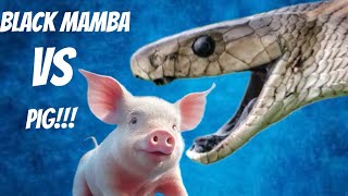 Black Mamba Eats a PIG!!!