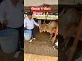 गौशाला मे चोकर खिलाया 🙏🙏❤️❤️#trending #cow #gaumata #gaubhakt #hindu #viral #respect #reels #short